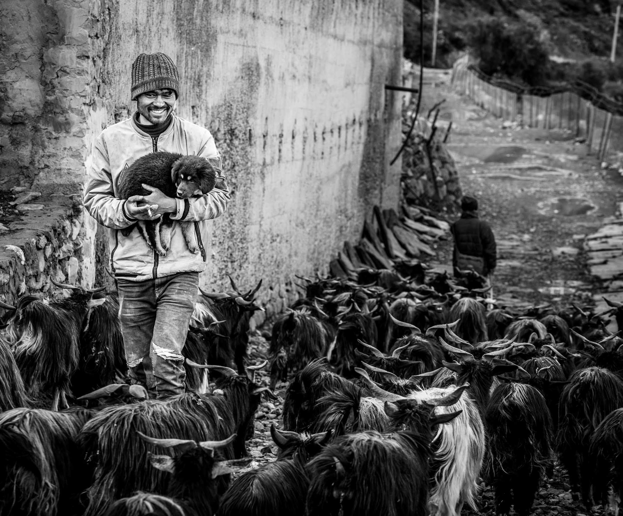 Herder with a dog among a flock of goats, Mustang, Nepal